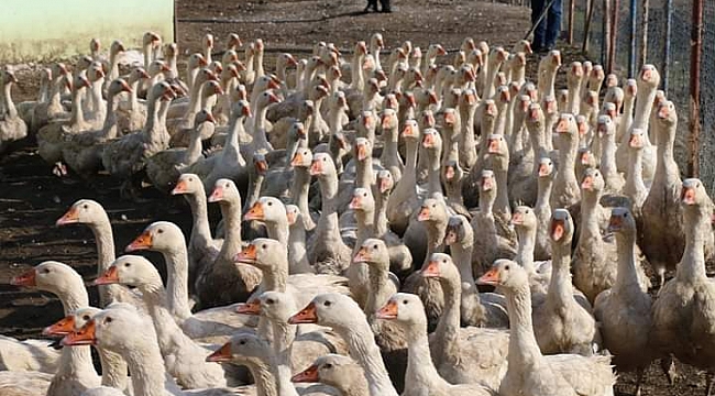 Projeler meyvesini vermeye başladı