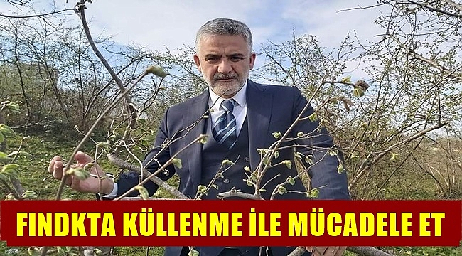 Akça; Küllenme fındıkta mantar hastalığıdır