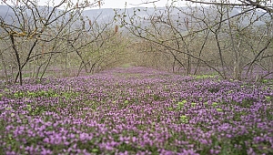 Fındıkta İlkbahar için zirai uygulama önerileri