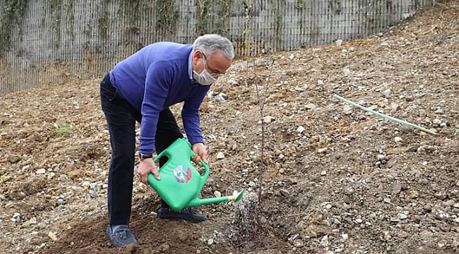 Gül, kestane,kiraz devamı gelecek