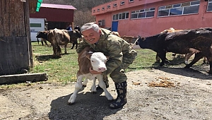 Mesudiye Hayvancılık Üssü Oldu