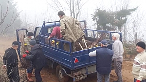 Ordu'da kestane üretimi için çalışmalar başladı