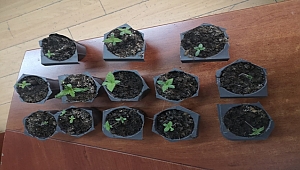 Saksıda hint keneviri yetiştirirken yakalandı