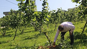 Fındık üreticisine 'Bahçeye gel' çağrısı