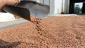 Fındıkta stokçular ihracatçıları tehdit ediyor