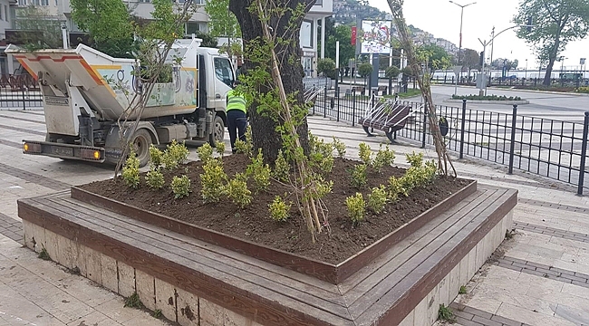 Tarihi Sedir Ağacı Koruma Altına Alındı