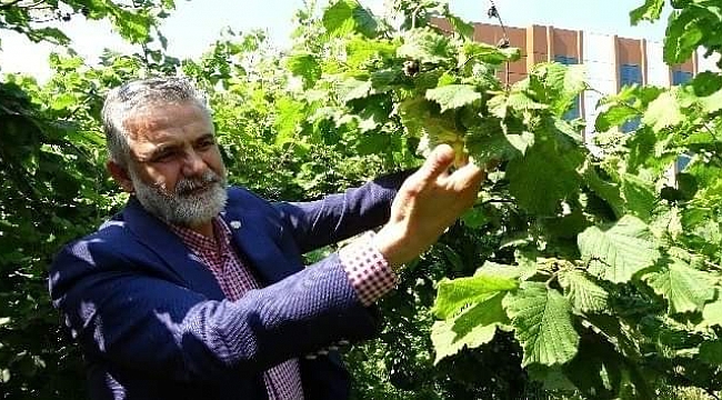 Akça; Fındıkta milli politika oluşturulmalı