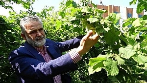 Akça; Fındıkta milli politika oluşturulmalı