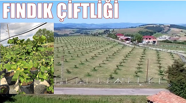 Fındıkta modern tarım atağı