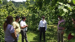 Kaymakam Erten örnek fındık bahçesinde