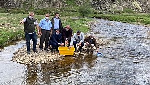 Ordu'nun derelerine 80 bin kırmızı benekli balık yavrusu bırakıldı