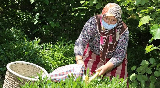 Vona Çayı ORTAR Markasıyla Satılacak