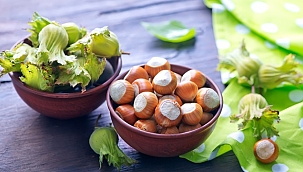 Fındık amele ücretleri belirlendi