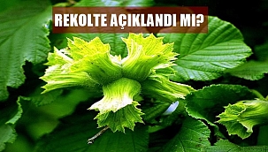 Fındık rekoltesi 660 bin olarak mı açıklanacak