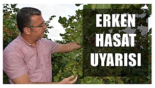 Fındıkta erken hasat ürün kaybına neden oluyor