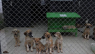 Geçici bakımevi örnek oluyor