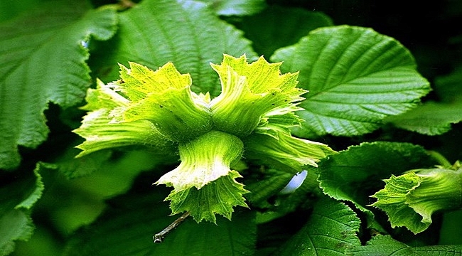 İhracatçıların tahmini fındık  rekoltesi 670 bin ton