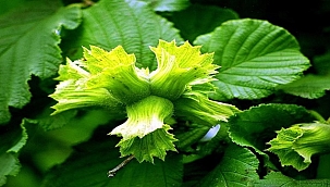 İhracatçıların tahmini fındık  rekoltesi 670 bin ton