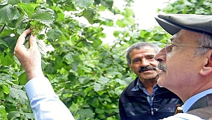 Kılıçdaroğlu ; 24'den fındık satan TMO bu sene 25'den fındık almalı