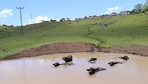 Mandalar için gölet yapıldı
