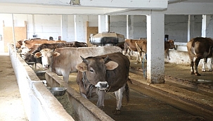 Ordu'da Süt Evi Gelişiyor