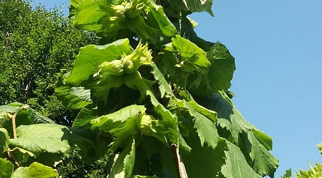 Valilik Açıkladı; Fındık işçileriyle ilgili tedbirler alındı