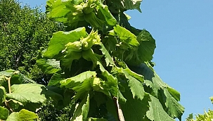 Valilik Açıkladı; Fındık işçileriyle ilgili tedbirler alındı