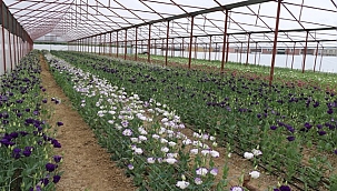 Büyükşehir arazilerini üretime açtı