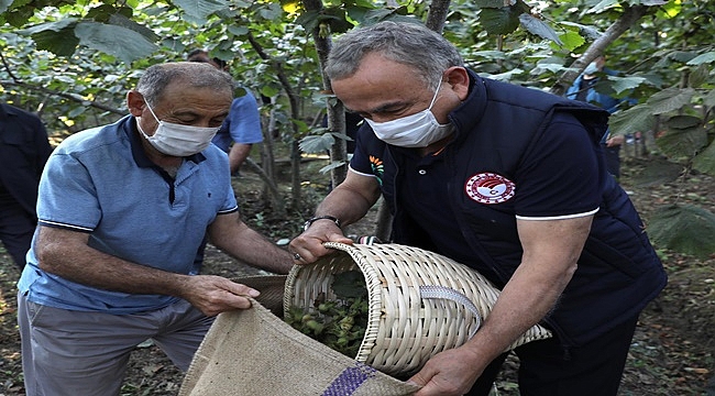 Fındık işçiliğinde reform