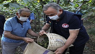 Fındık işçiliğinde reform
