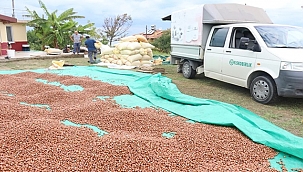 FİSKOBİRLİK  fındık alımına başladı