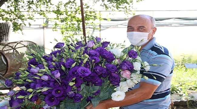 Ordu&#039;da Lishianthus çiçeğinde ilk hasat yapıldı