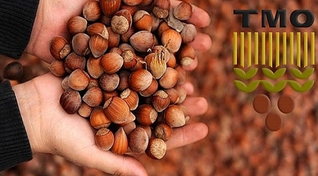 TMO Ordu'da 11 İlçede fındık alacak