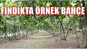 Ordu'da 2010  adet örnek fındık bahçesi oluşturulacak