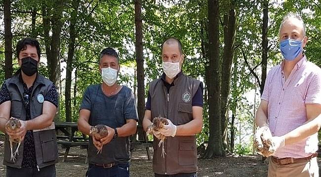 Ordu'da Kene Avcısı Sülünler Doğaya Bırakıldı