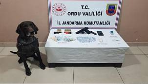 Ordu'da ele geçirildi 2 kişi gözaltına alındı