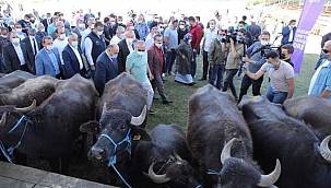 Ordu'da manda ve malak dağıtıldı