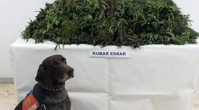 12 kilo kubar esrar ele geçirildi
