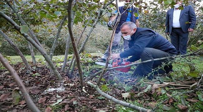 Vali Sonel fındık bahçesinde çalıştı