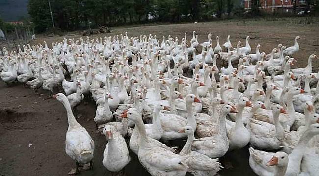 Bir yılda 4 binden 14 bine yükseldi