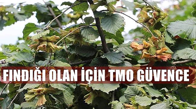 Fındık almak isteyen fiyatı yükseltecek