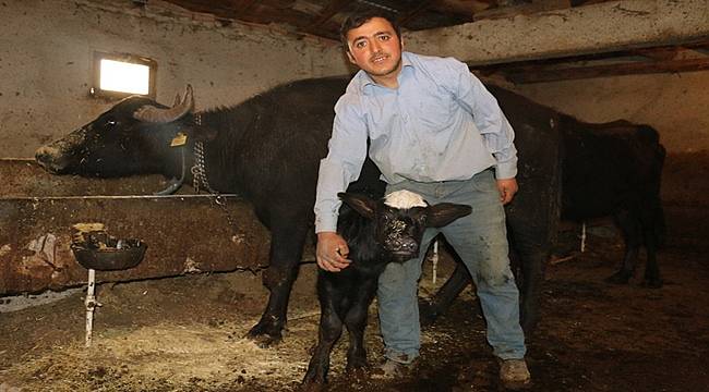 Hayvancılık yüz güldürüyor