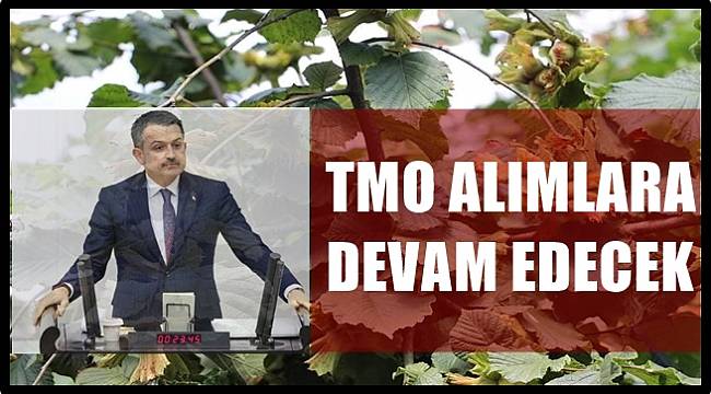 TMO Fındık Alımlarına 30 Nisan'a Kadar Devam Edecek