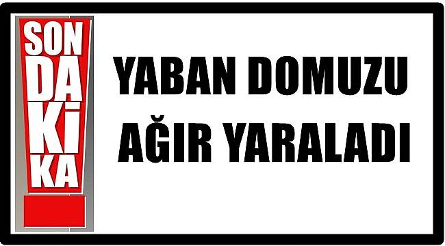 Yaban domuzunun saldırısına uğrayan kadın yaralandı