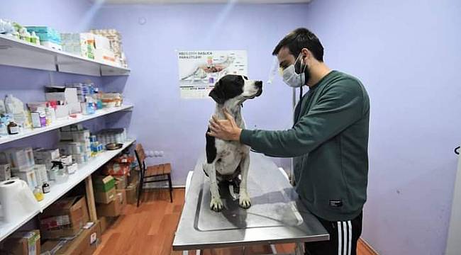 Eziyet gören Zeytin'e Başkan Tören sahip cıktı
