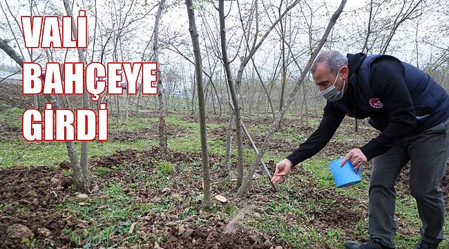 Fındıkta verim ve kalite artacak