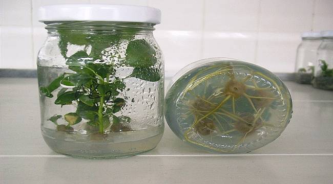 Karadeniz'de ilk olacak