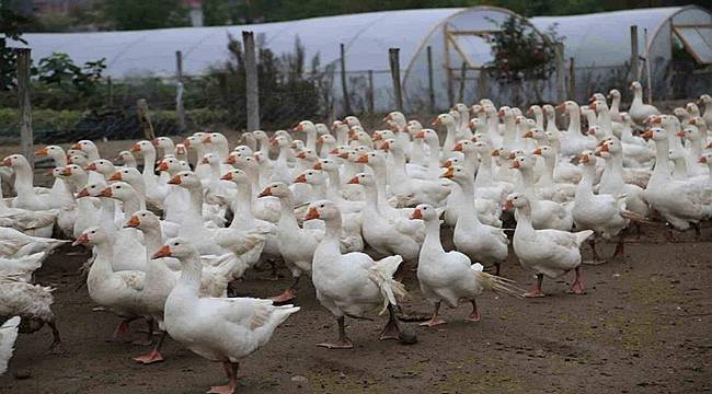 Ordu tarım ve hayvancılıkta iddialı