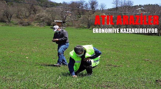 Siyez buğdayında rekor