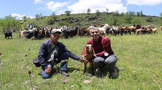 Halep Keçileri Ordu'ya uyum sağladı